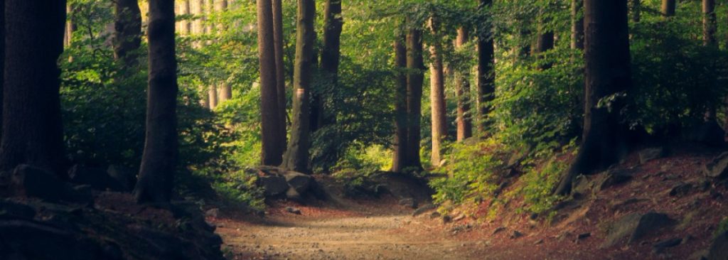 Services 02 1024x366